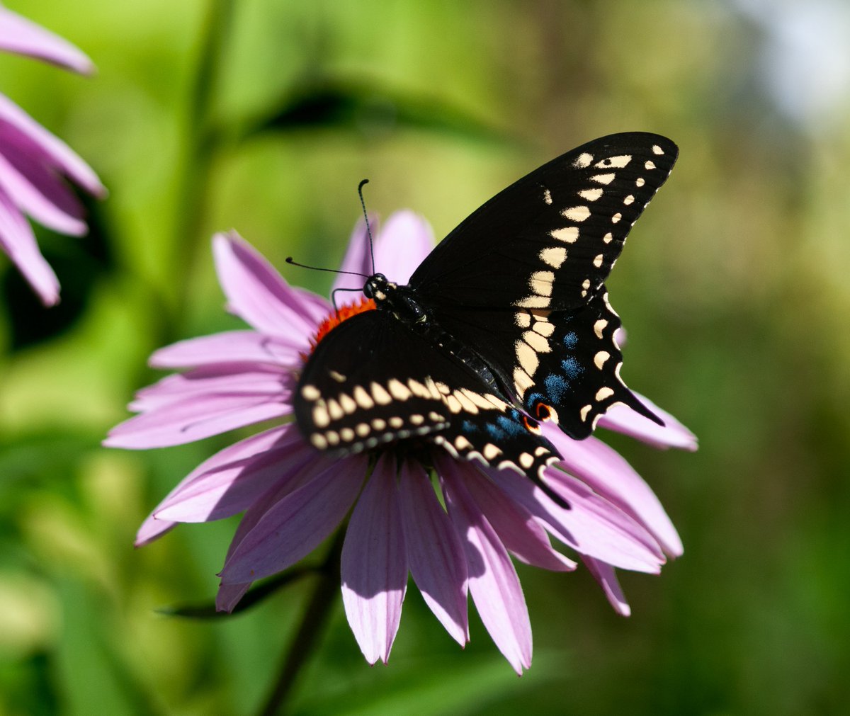 TheEsteemedFox's tweet image. The pollinators have logged on (to the coneflowers)