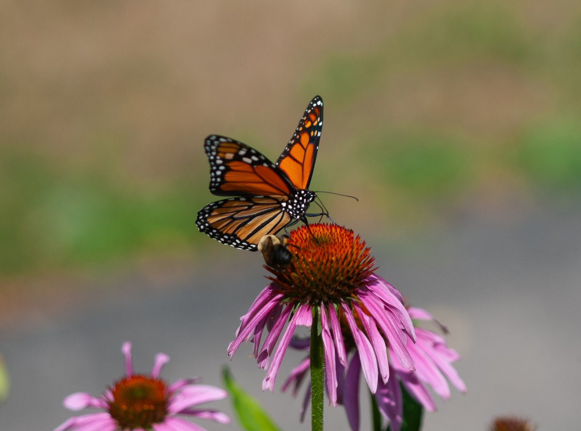 TheEsteemedFox's tweet image. The pollinators have logged on (to the coneflowers)