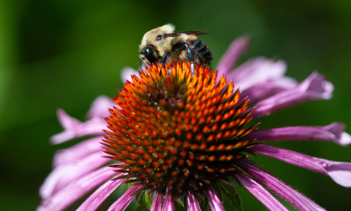 TheEsteemedFox's tweet image. The pollinators have logged on (to the coneflowers)