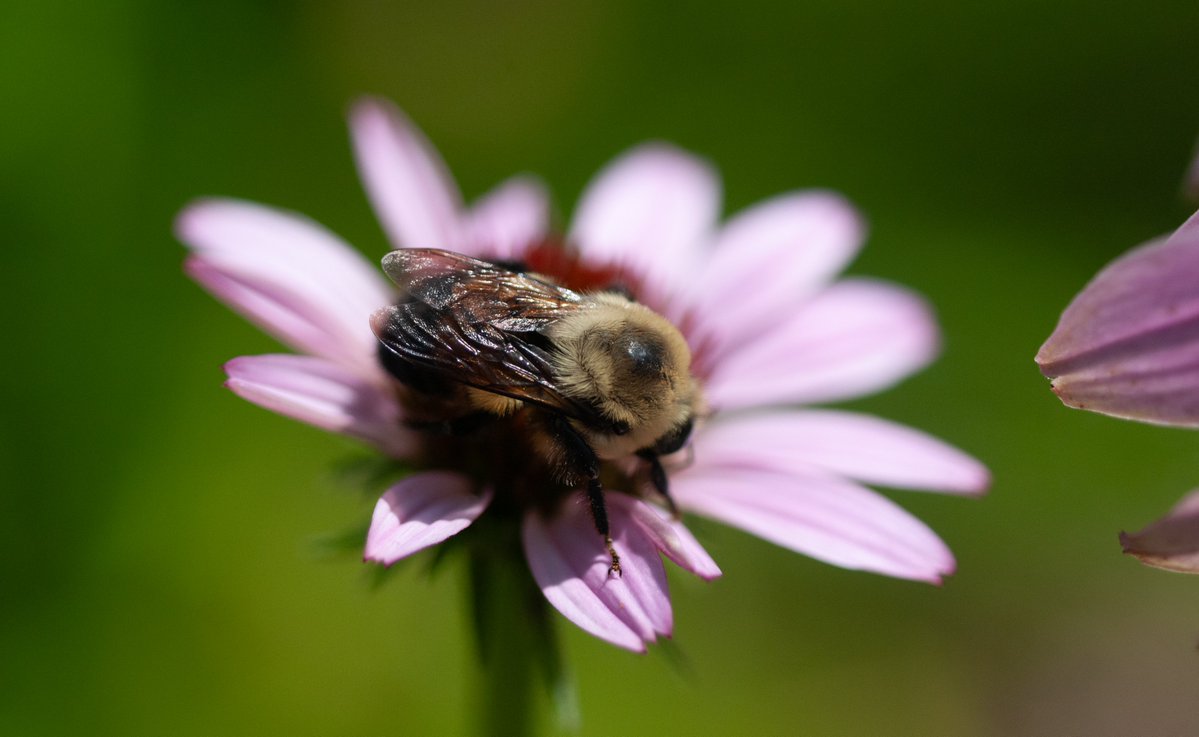 TheEsteemedFox's tweet image. The pollinators have logged on (to the coneflowers)