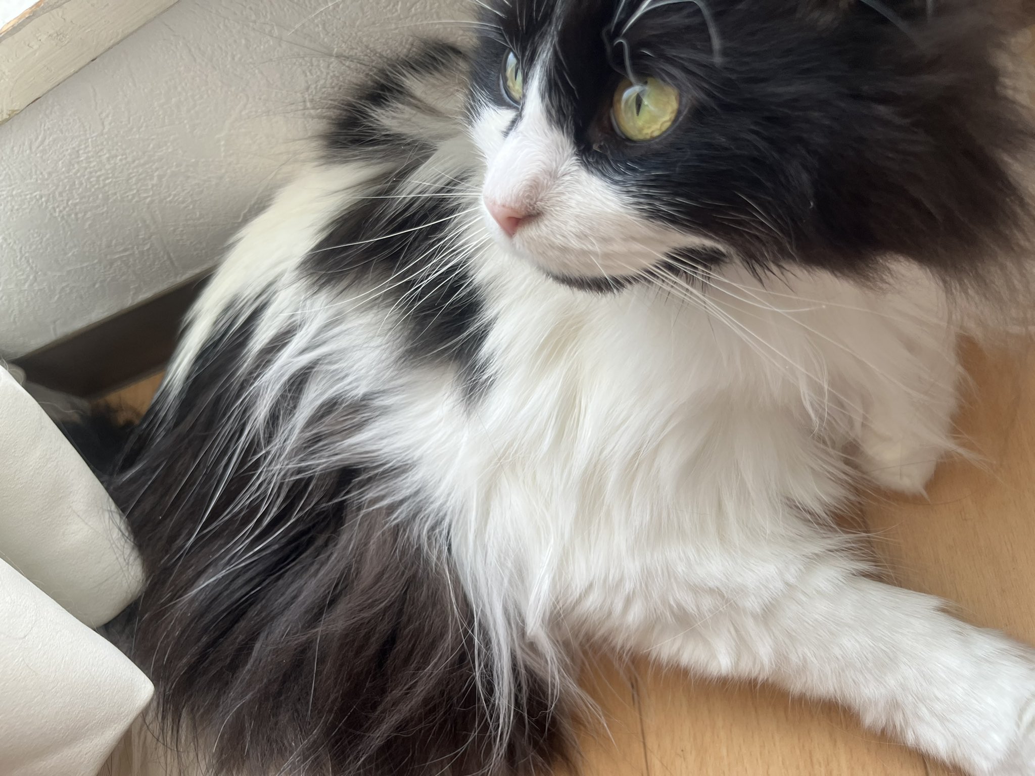 ねこ ロイヤルカナン 猫 アペタイトコントロール おねだりの多い成猫