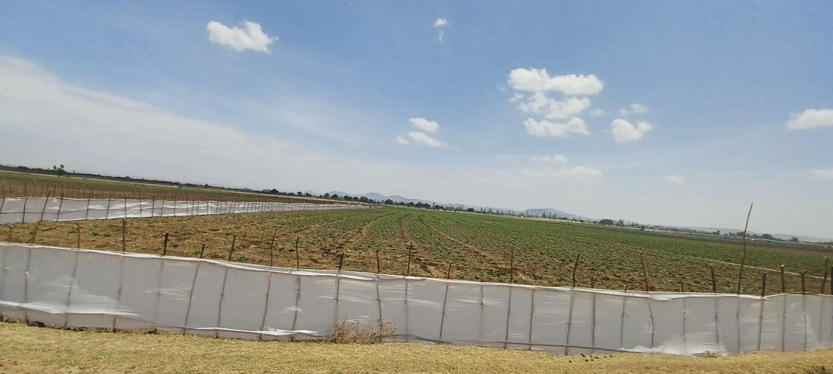 thelandrush's tweet photo. While global land rush discourse centers on corporate deals, Moges Belay's research from Ethiopia reveals how often-overlooked "pin-prick" and "in-between" land transactions collectively produce comparable socio-economic impact on communities. Open access!
https://t.co/mHYwfCnEyH https://t.co/qbAp4cHSoK