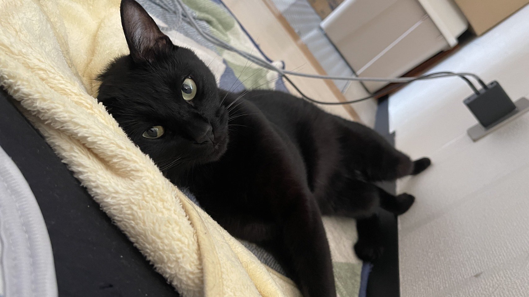 黒猫トニー on X: 