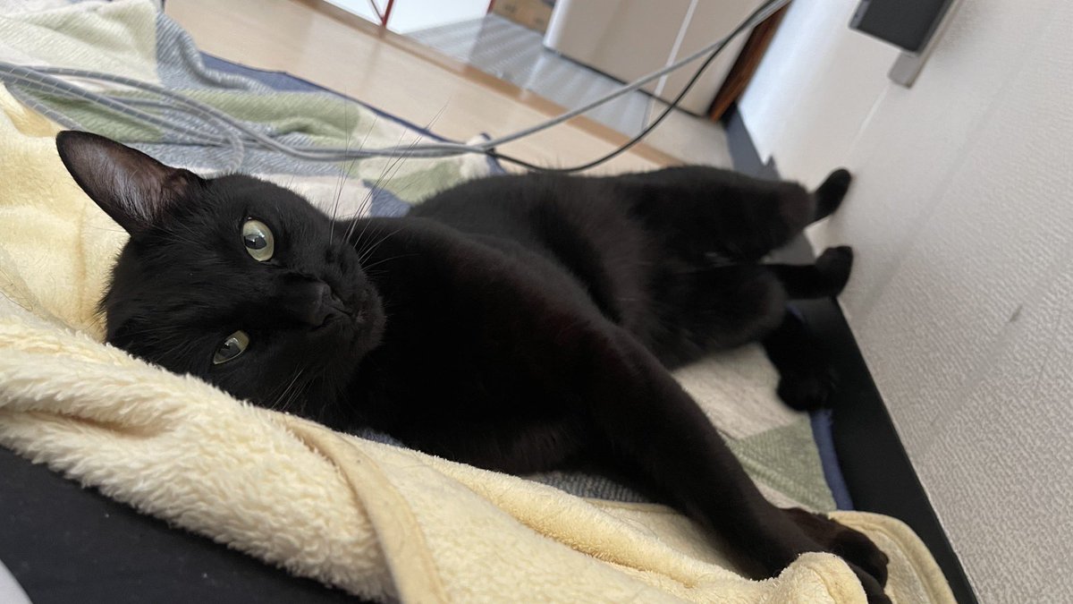 黒猫ティア 黒猫のウィズ】ティア(アユ・タラ)の評価 - ゲームウィズ - 調理器具