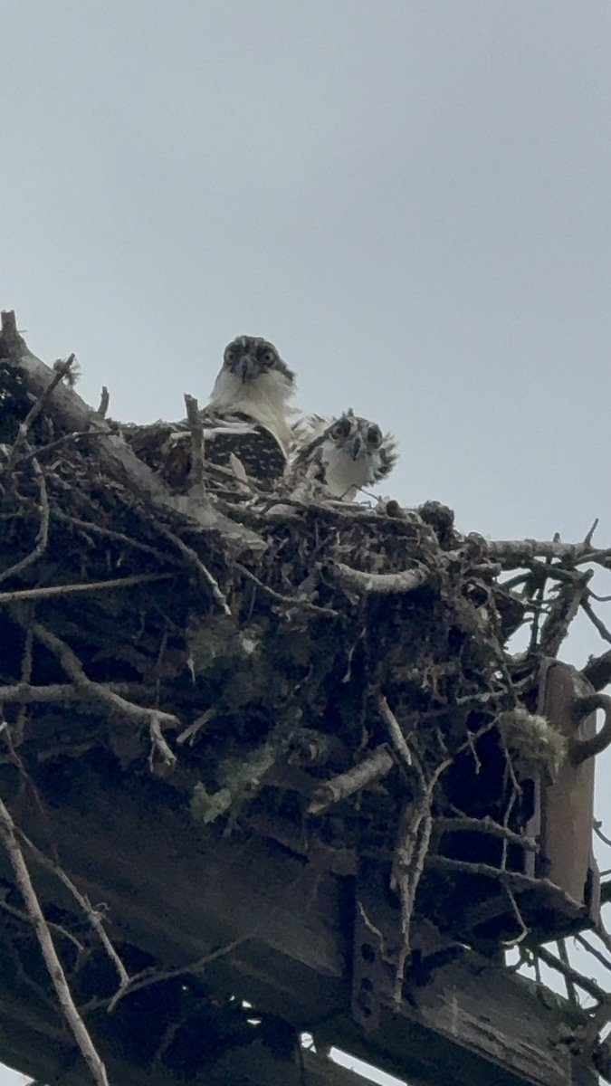 kokosovc's tweet image. if only i was a bird