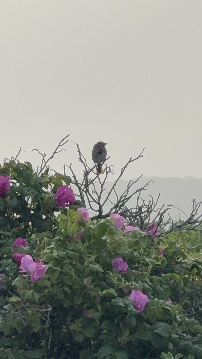 kokosovc's tweet image. if only i was a bird