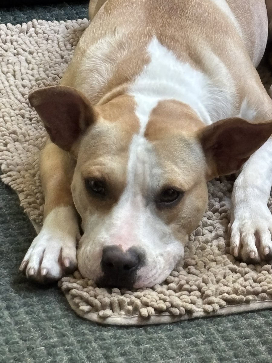 venetianblonde's tweet photo. Dear friends in and near NYC: please foster an ACC dog for #nycacc or a New Hope rescue saving at risk dogs in New York. Here is Lucy, our NYCACC foster girl saved by @PoundHoundsResQ 
Adorable, adoring, gentle, calm, dog friendly, people loving. 
#AdoptDontShop #FostersSaveLives https://t.co/6plW3XVzrU