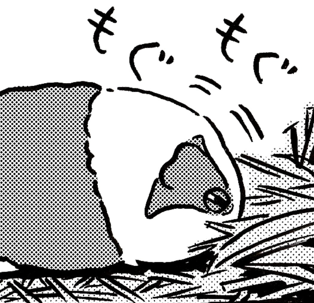 cossori_works's tweet image. 牧草が刺さらないように
目を細めて食べるモルモット