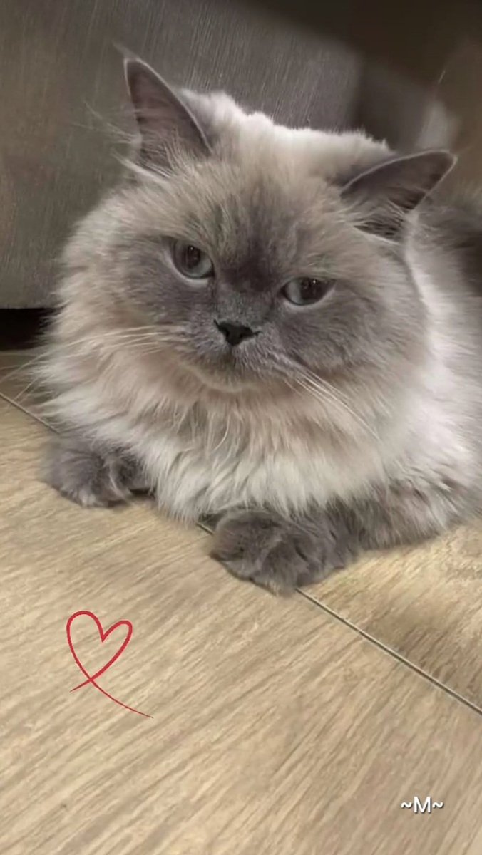 sha_m292411's tweet image. ❤️COMPASSIONATE HEART❤️
You can't steal the light from someone who carries a galaxy of stars in their hearts💕
🇲🇾❤️~YOU are one of a kind, never stop being YOU🫶😘💞
