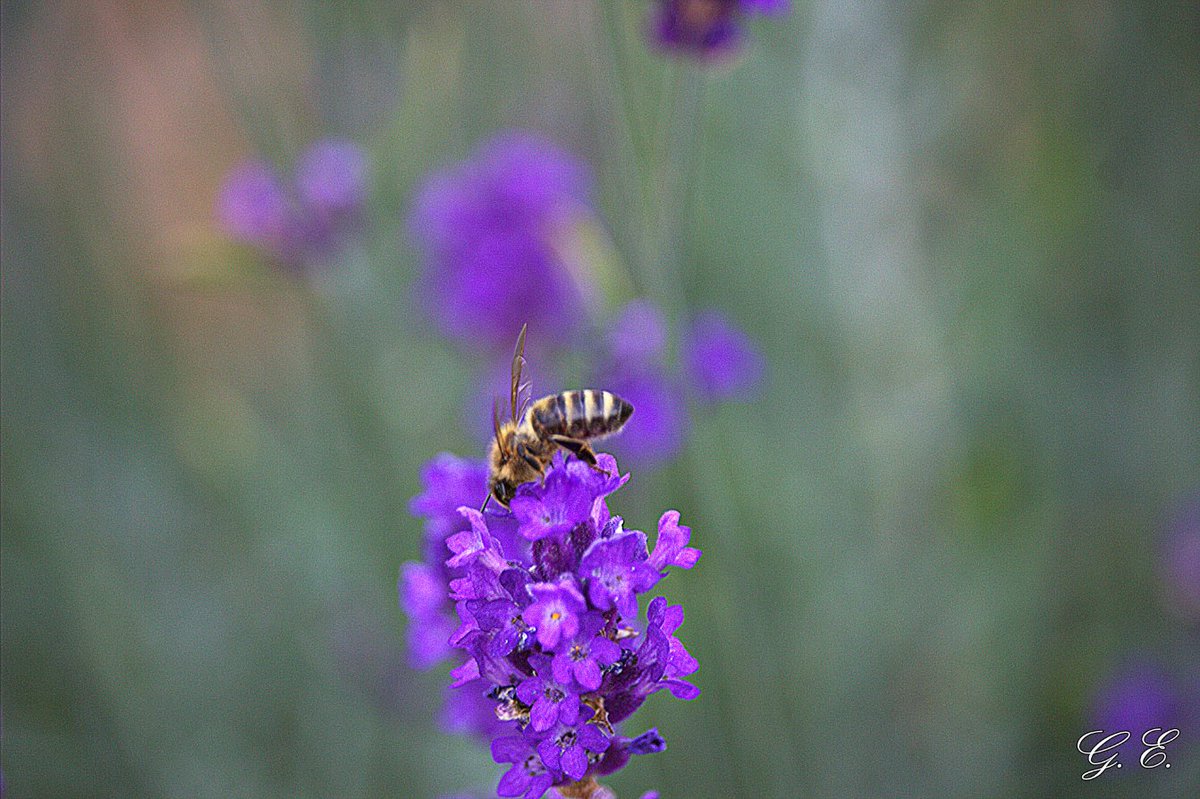 GraceOnFire2's tweet image. “The hum of bees is the voice of the garden”
– Elizabeth Lawrence.
#photography #photographyOnX #bees #nature #lavender #garden