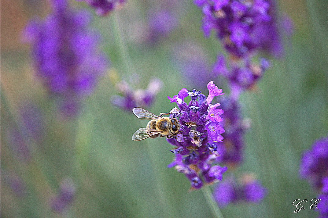GraceOnFire2's tweet image. “The hum of bees is the voice of the garden”
– Elizabeth Lawrence.
#photography #photographyOnX #bees #nature #lavender #garden