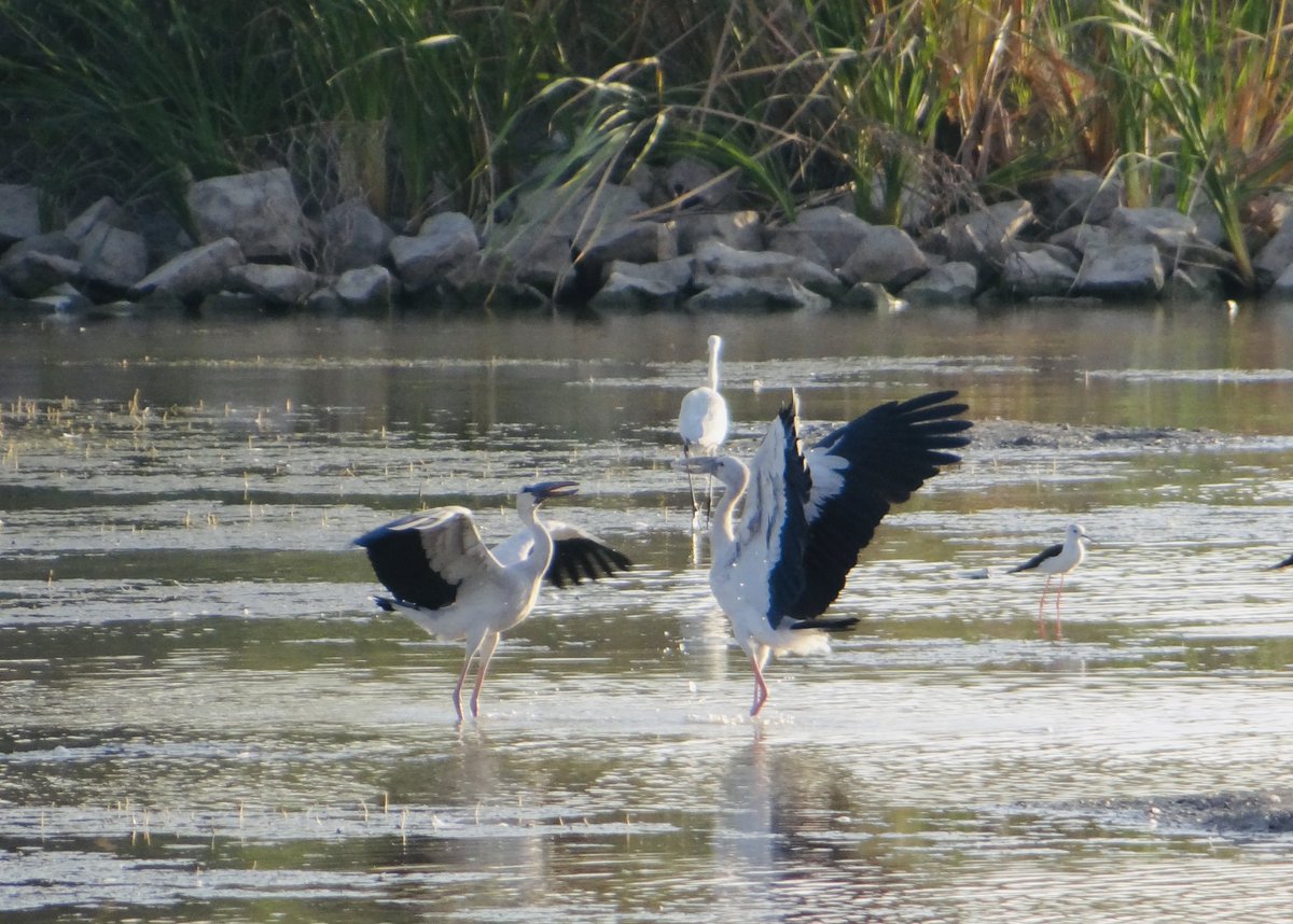 KKMtweet's tweet photo. Keep some room for spontaneity in your daily routine. #weekendmuse #photography #birding https://t.co/mcZk6tcwOF