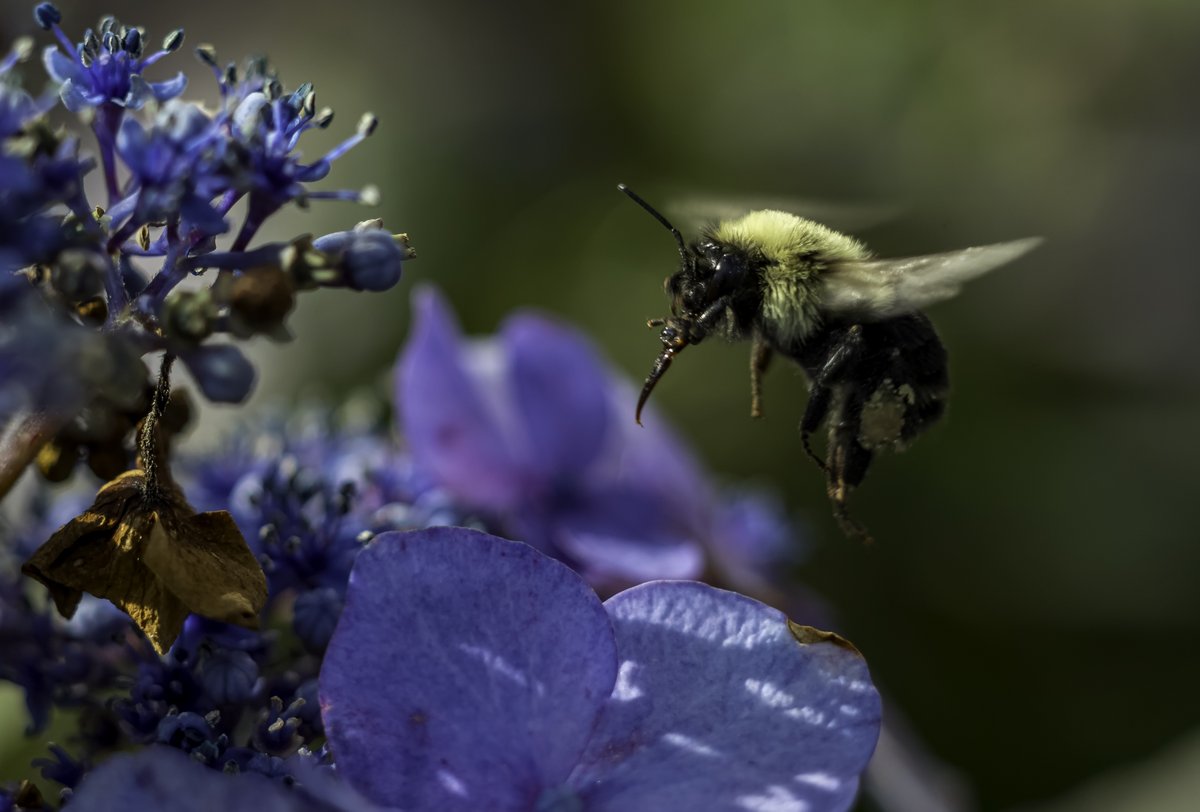 Mark Garfinkel (@pictureboston) on Twitter photo I photographed some hungry #Boston Bumble Bees today. #Leica #LeicaMacro <a href="/NBC10Boston/">NBC10 Boston</a> #Nature I photographed some hungry #Boston Bumble Bees today. #Leica #LeicaMacro <a href="/NBC10Boston/">NBC10 Boston</a> #Nature