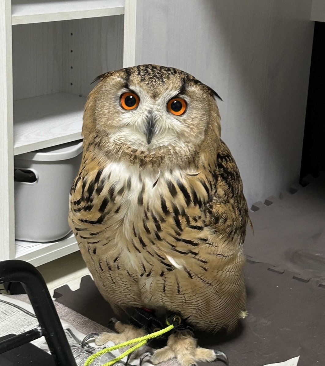 IrtBii's tweet image. ひいちゃん🦉