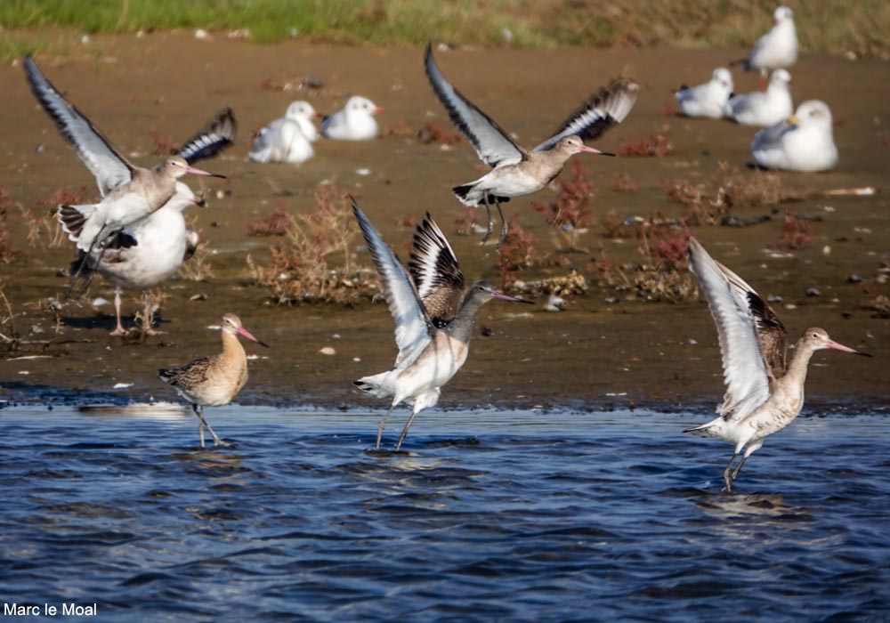 Ornithomedia's tweet image. Soumettez jusqu&apos;au 15 août votre court métrage sur les oiseaux migrateurs dans le cadre du 34e Festival International des Écrans de l&apos;Aventure de Dijon (Côte-d&apos;Or) du 7 au 12 octobre 2025 ➡️En savoir plus : ornithomedia.com/agenda/34eme-f…
 #oiseaux @EcransAventure @VilledeDijon
