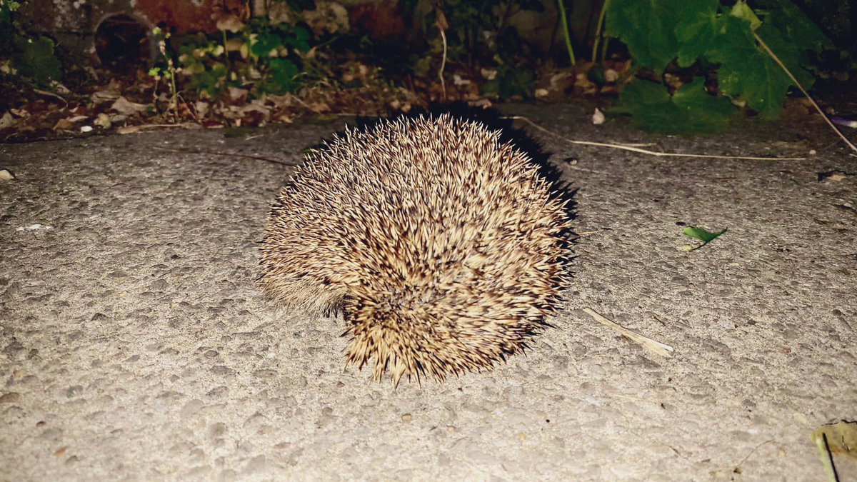 Sue_Charles's tweet image. 🦔 The childlike thrill of finding a hedgehog in the garden!
Used to often catch them as a kid in Llandrindod… but haven’t seen one for ages in Cardiff.
#Hedgehog
