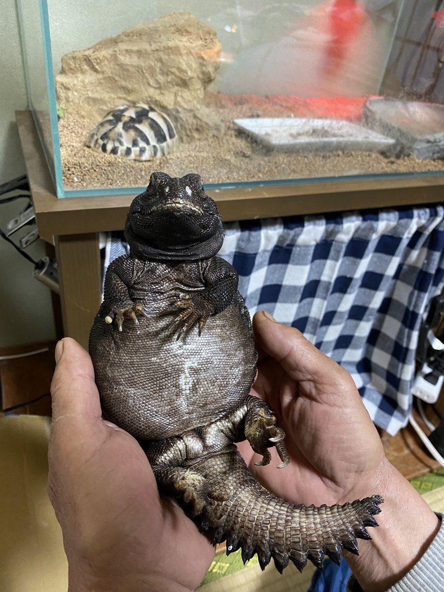 WFmrx's tweet image. 亡き父の手とオビさん