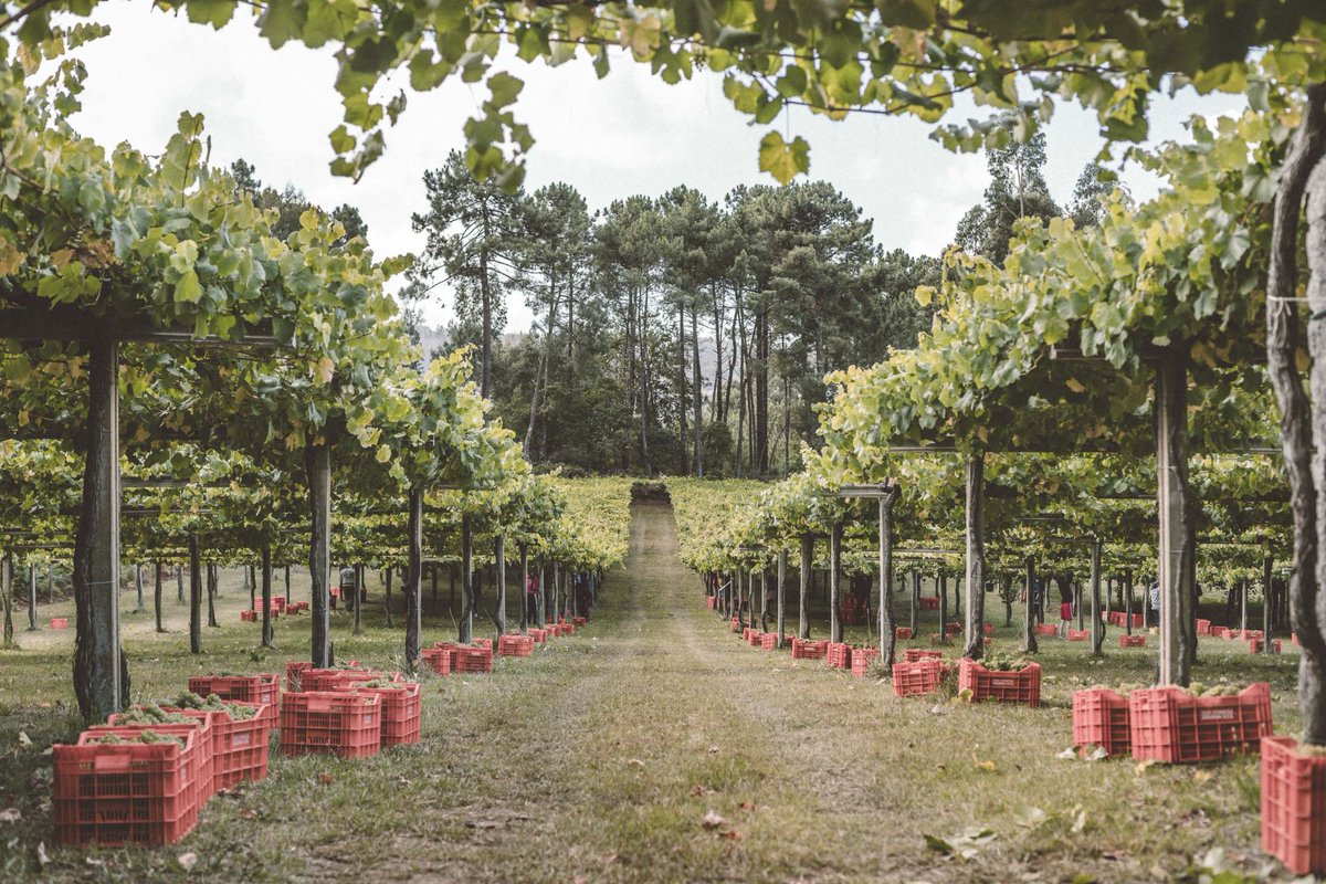 ¿Estás planificando destino de vacaciones y te gusta el vino? #Galicia es tu destino #Winetourism #enoturismo #travel #vacaciones #wine #winelover #vino #viño
😍🍷➡ doi.org/10.3390/su1712…