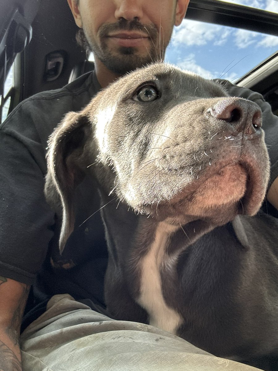therealbigdippy's tweet photo. Puppy https://t.co/hJlw7g0jOA