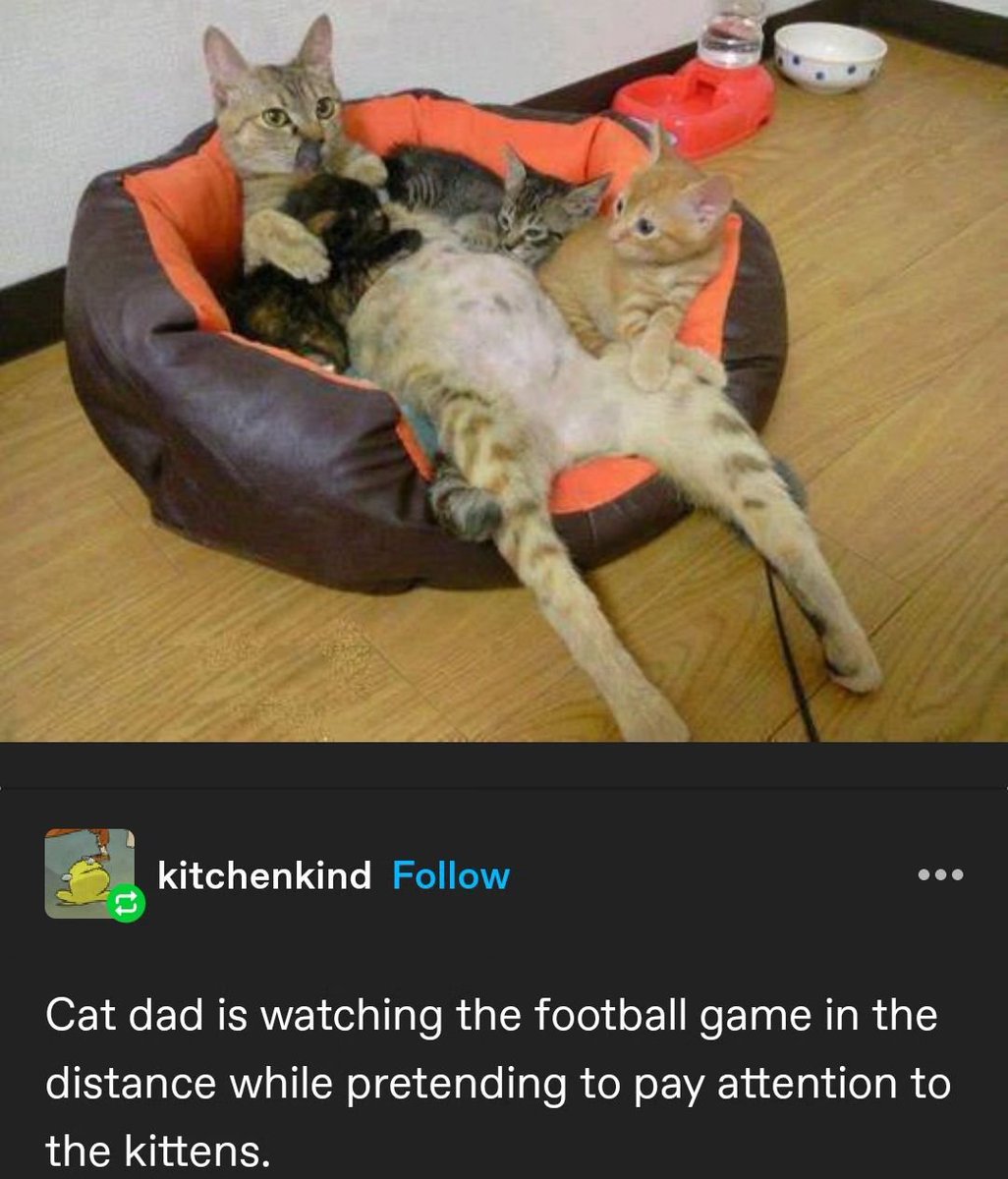 Punch Cat (@punchingcat) on Twitter photo 