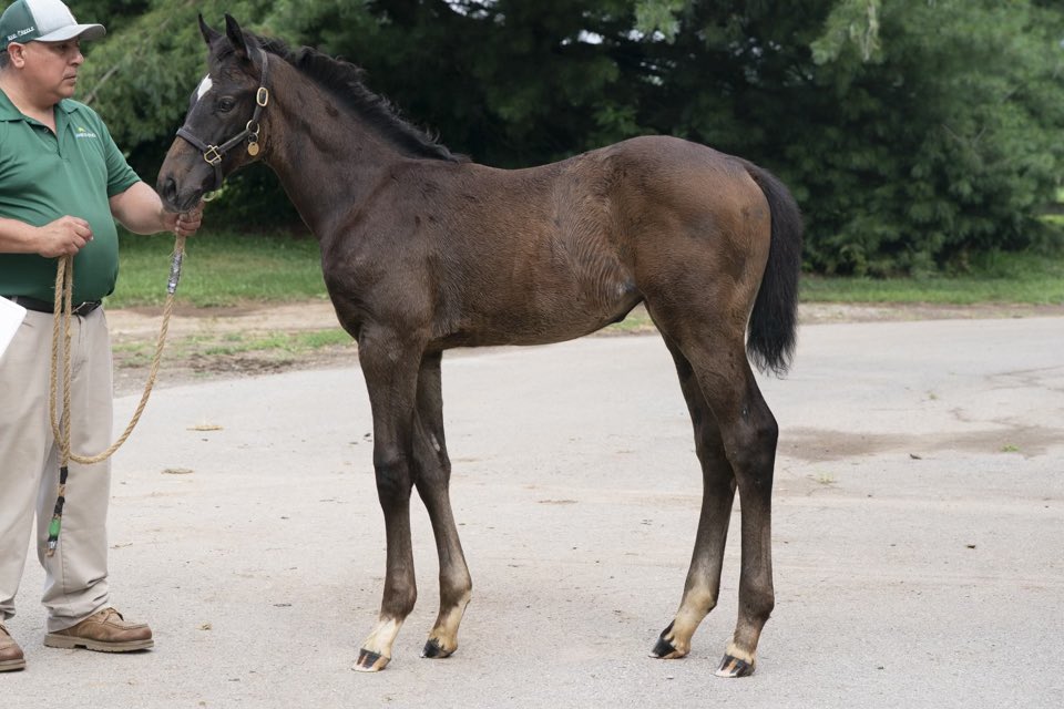 Jack_Albrecht51's tweet image. We love this homebred ARCANGELO filly out of Talking Book (Honor Code). At just over two months of age she has so much balance and presence already #arcangelo #firstcrop #lefarm #lestallions