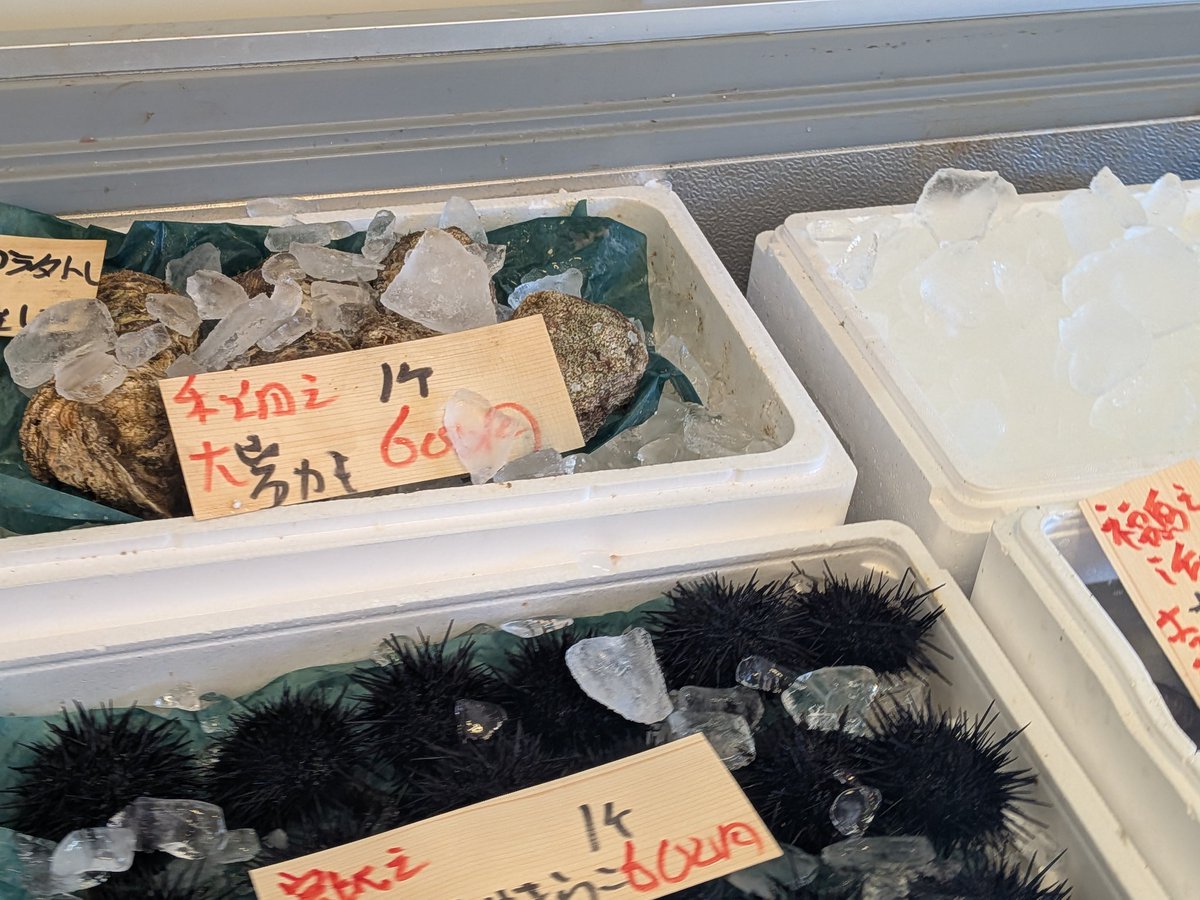 uokeioarai's tweet image. おはようございます、魚結です✨
今日のおすすめでは、宮城産ムラサキウニ一つ600円‼️
生食、焼きウニ蒸しウニ等で大変美味しい旬の貝です🐚
(お電話でのご注文承っております。)
(本日仕入れ都合により11時開店となります。)
よろしくお願い致します🙇
#ムラサキウニ #今が旬 #大洗