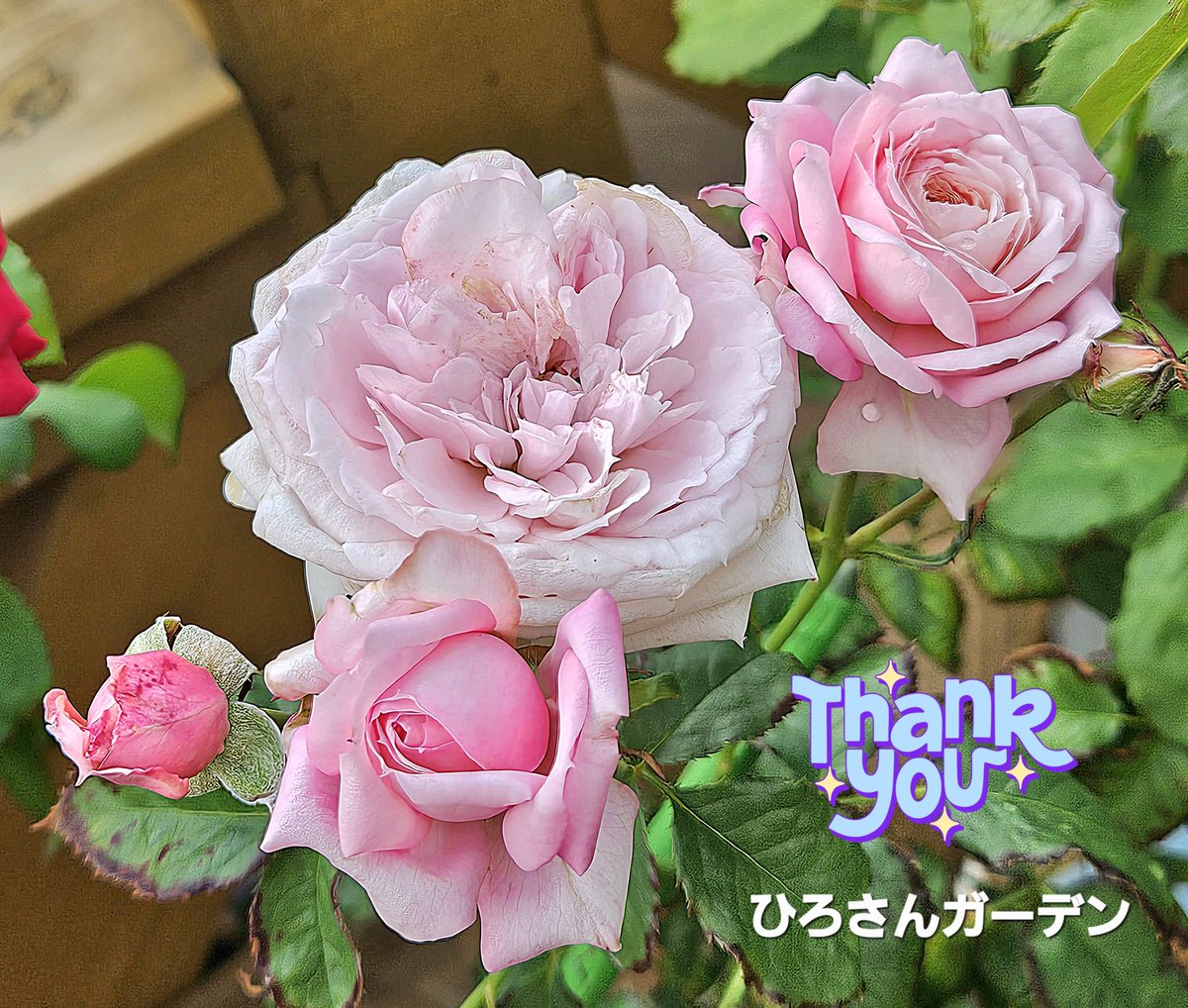 kft_qt's tweet image. 🐔&amp;lt;ｺｹｯ🤗
おはようございます(*´▽｀*)ﾉ))
☔(╭☞•́⍛•̀)╭☞から〜の☁
29℃⤴︎

久しぶりの長雨☔のような🙄
農家さんには 良いのかしら？
…🤔💭🤔💭
雨でも 楽しみま～す😸

今日は 『ぐりฅ^•ω•^ฅ』の
弟🐱が 来ます🤭
楽しみです😊

皆さま 良い連休を〜🤗

🌹ピルエットだっちゃ😘