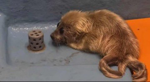 sealenjoyed's tweet image. the way he looks at the drain is so tuff