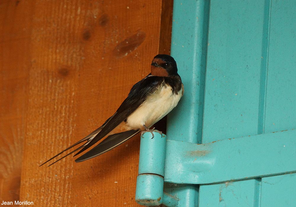 Ornithomedia's tweet image. Les Hirondelles rustiques reconnaîtraient les habitants des bâtiments dans lesquels elles nichent ➡️ Cliquez sur ce lien pour en savoir plus : ornithomedia.com/breves/les-hir… #oiseaux #birds #ornithologie #ornithomedia #ornithologie