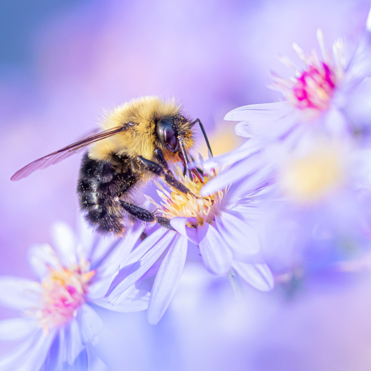 themontrealer's tweet image. Celebrate the winged heroes of nature at the Pollinator Insects Festival!🐝
🦋The family-friendly event features a host of activities designed by the Insectarium’s expert team.
👉Learn more about this free event: themontrealeronline.com/we39
#Montreal #pollinators @EspacePourLaVie