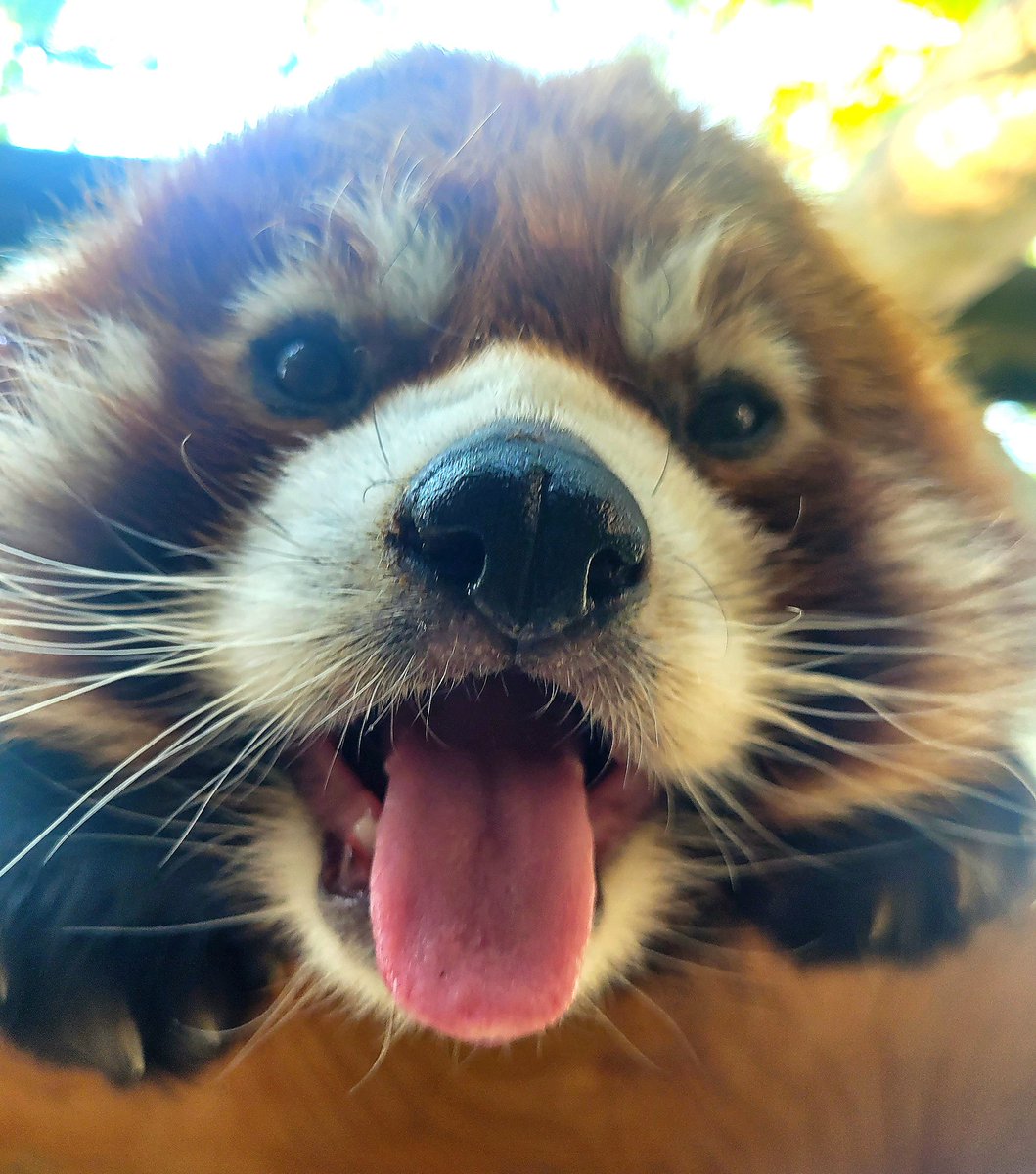 RedPandaNetwork's tweet image. We hope this photo from @ZooBoise helps to brighten up your day 🥰
🙏 We are so grateful for Zoo Boise's generous long-term support of community-based red panda conservation in Nepal. Thanks to conservation partners like you, we will save the last of the first panda. 🐾…
