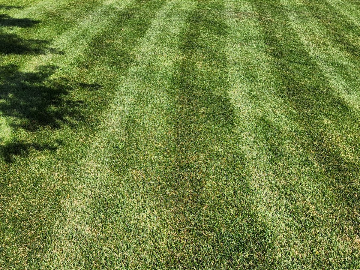NonSequitur96's tweet image. Runs smoother than a deere and still cuts like a 🔪 even after all these years. Thank you @simplicityus, @SimplicityMower. Also, shout out to @BriggsStratton for a great, reliable engine.