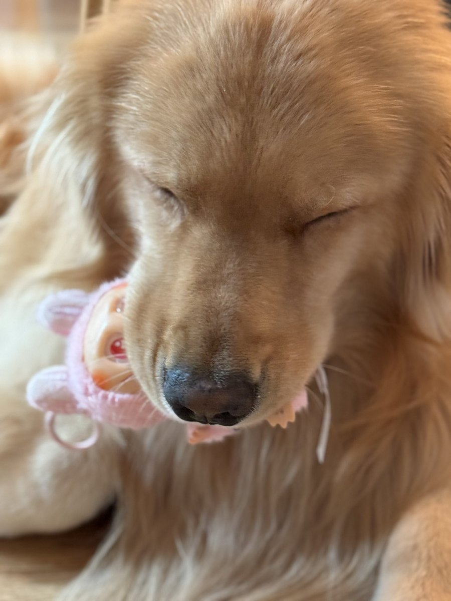 alisamae's tweet photo. Luckily it’s a lafufu and not a labubu. Enzo does not discriminate. He was so pleased with himself after ruining it &amp; then pulling it out of the trash. I shouldn’t encourage him but - that face 🥹 https://t.co/GADDE9vfu0