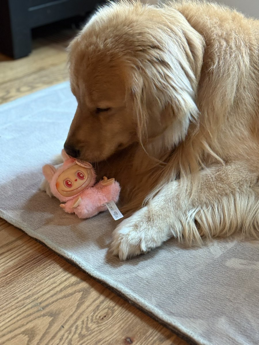 alisamae's tweet photo. Luckily it’s a lafufu and not a labubu. Enzo does not discriminate. He was so pleased with himself after ruining it &amp; then pulling it out of the trash. I shouldn’t encourage him but - that face 🥹 https://t.co/GADDE9vfu0
