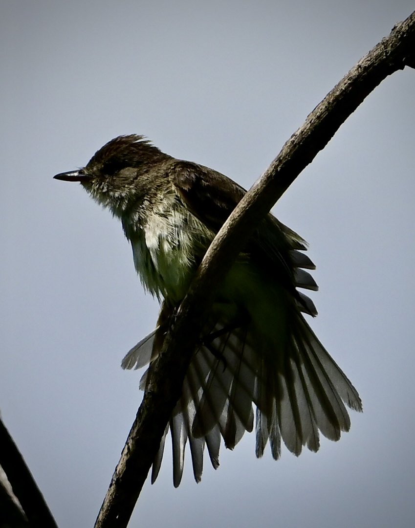 Willow Flycatcher having a stretch today in the backyard. #birdphotography #naturephotography 
#backyardbirding