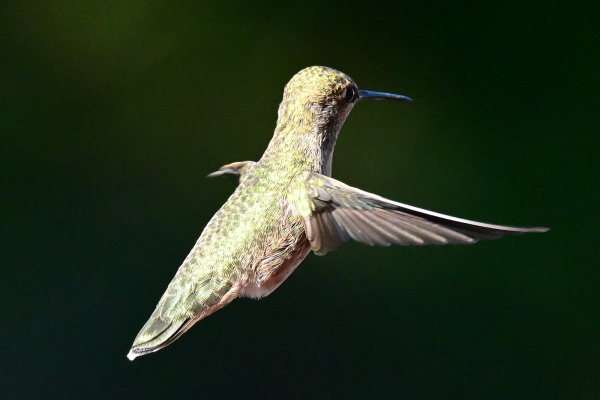 Todays Anna’s Hummingbird for #FlyDay. #Hummingbirds #birdphotography #naturephotography