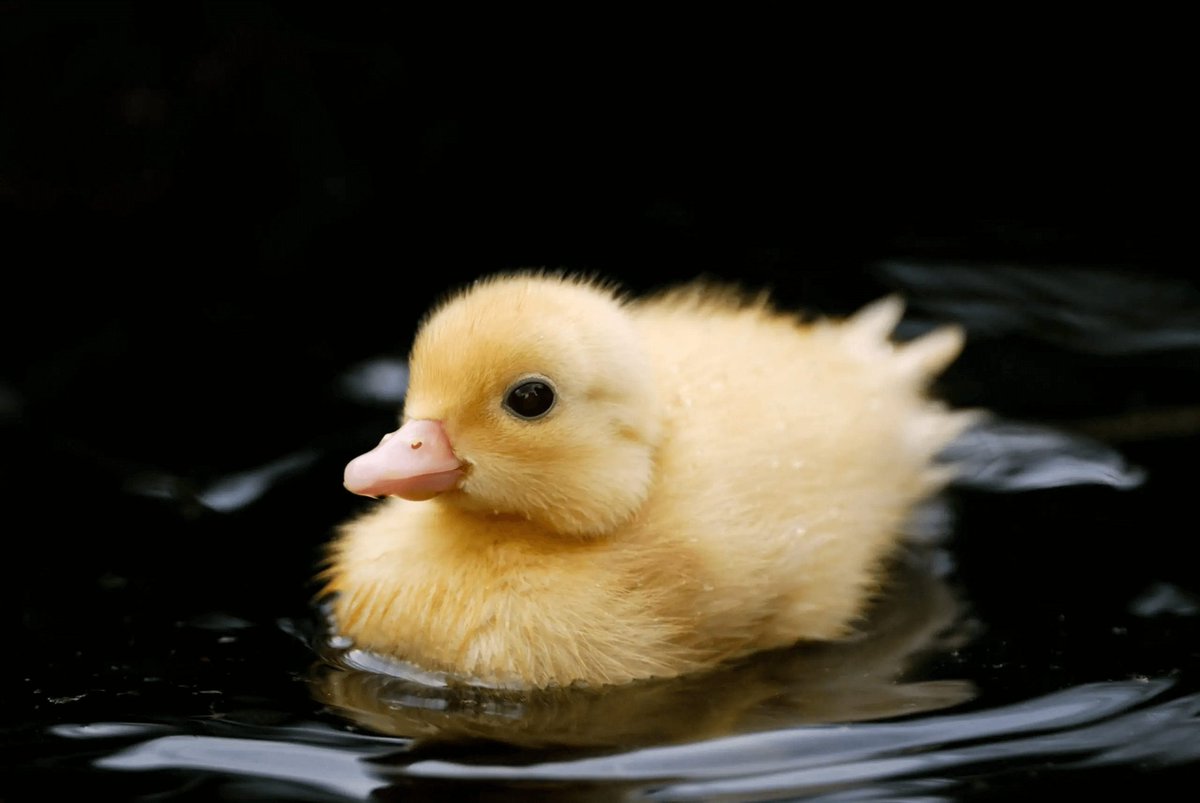 Jennife01964470's tweet image. So PETA has criticism of the Wales family for their much loved dog having a litter of puppies. Where's their outrage for what the Sussexes did to a mother duck and her ducklings. The trauma they put that innocent little Duck family through is NOT funny. It's deplorable.