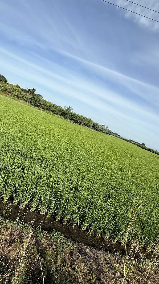 sooootaaaaaaa's tweet image. おはようございます。地元の夏の朝はのどかで気持ちいいカラカラな暑さです。東京のただ蒸し暑いサウナみてえな夏と真逆です。