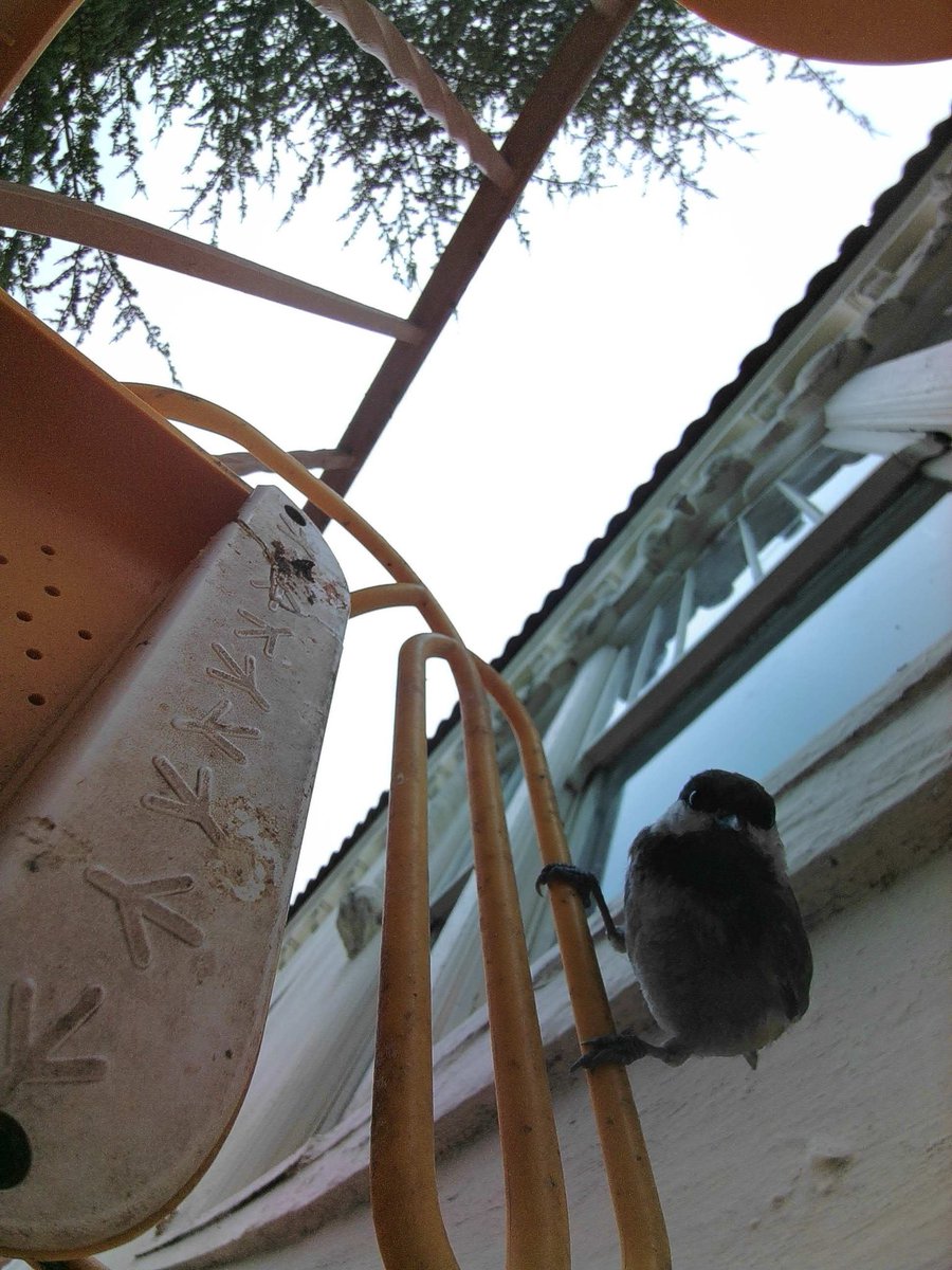 siglesias's tweet image. this is what they do now when I don’t refill the birdhouse on time