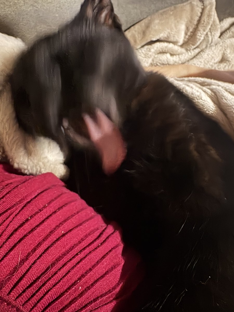 M4deInH34ven's tweet image. Kitty :3