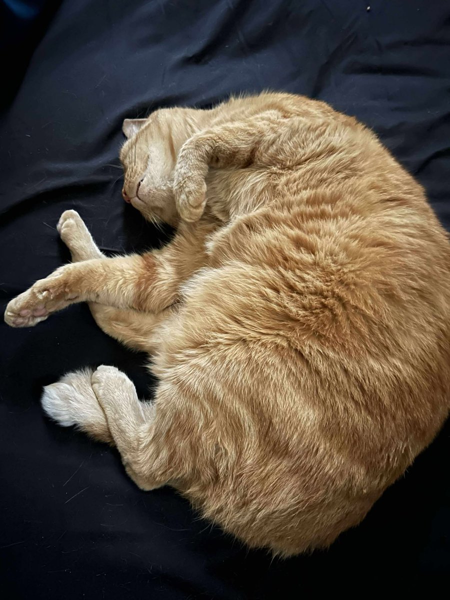 AtomicDyad's tweet image. #cat #orange