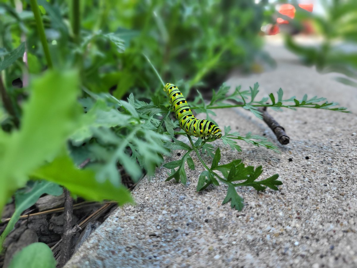 Please look at this gorgeous caterpillar I saw today