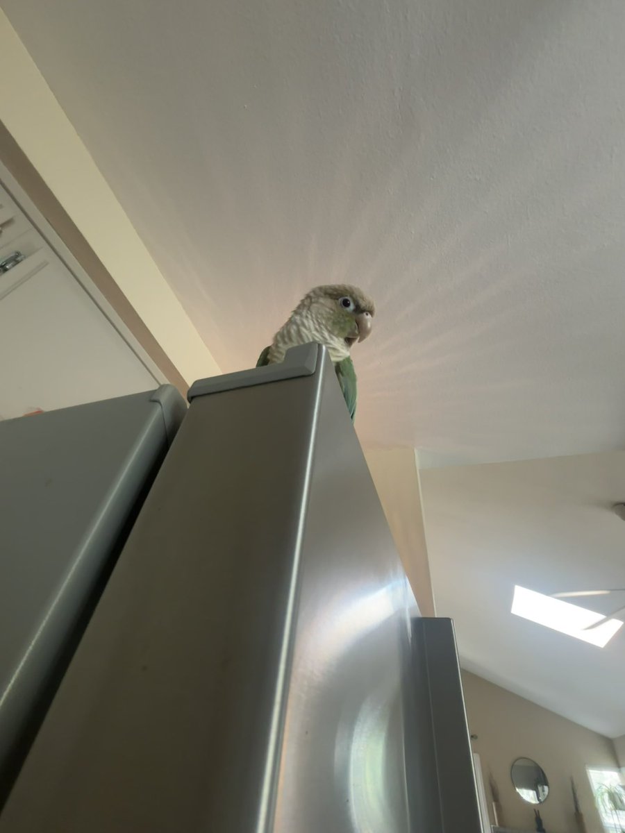 jermbini's tweet image. My beautiful angel bird ascending down from the heavens to watch over me