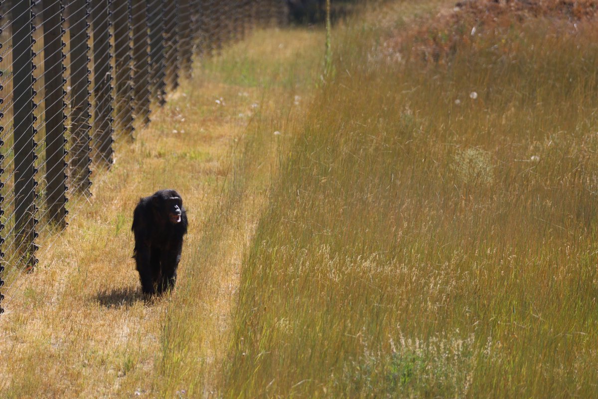ChimpSanctuary's tweet image. A Day on the Bray with George -  chimpsnw.org/2025/07/a-day-…