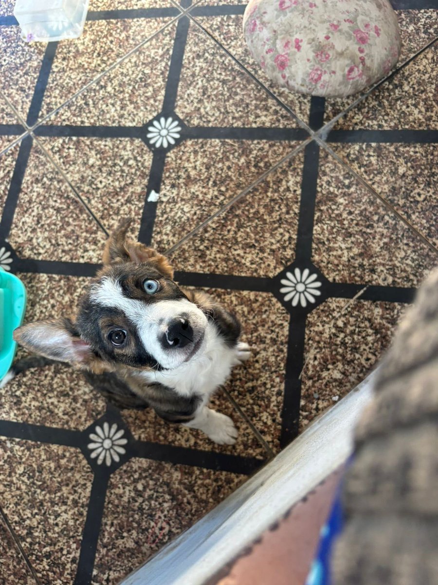 caogonhal's tweet image. Mais um “ update” de adoção: Hoje também tivemos notícias do Kiko, filhotinho que foi adotado pela Jessica mês passado. Está crescendo cada dia mais lindo. Adotar é tudo de bom! 🥰
