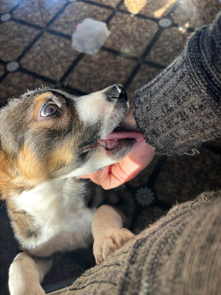 caogonhal's tweet image. Mais um “ update” de adoção: Hoje também tivemos notícias do Kiko, filhotinho que foi adotado pela Jessica mês passado. Está crescendo cada dia mais lindo. Adotar é tudo de bom! 🥰