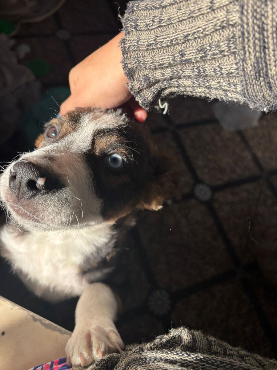 caogonhal's tweet image. Mais um “ update” de adoção: Hoje também tivemos notícias do Kiko, filhotinho que foi adotado pela Jessica mês passado. Está crescendo cada dia mais lindo. Adotar é tudo de bom! 🥰
