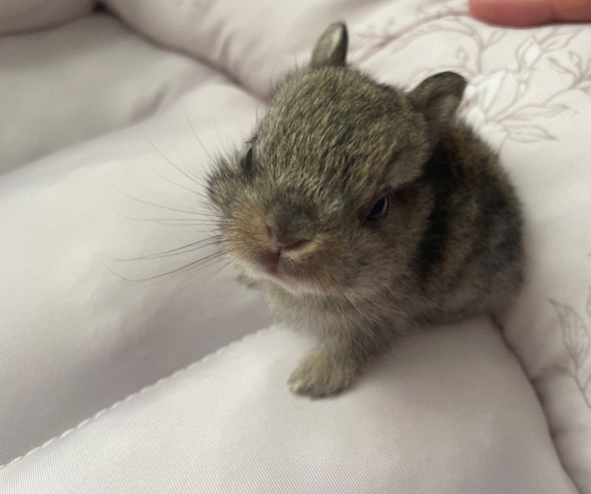 312mokomoko's tweet image. 生後16日の5つ子ちゃん🐰
小さい組さんも、がんばっています💕
みなさんの応援や、ご支援のおかげで
ママうさぎさんの子育ても順調です☺️
焼き菓子の売り上げが
小さい命を守る、活動資金になります♡
7月は選べるタルトセットか
おまかせの詰め合わせを作っています。…
