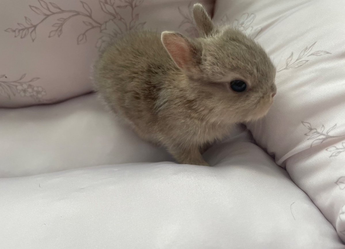 312mokomoko's tweet image. 生後16日の5つ子ちゃん🐰
小さい組さんも、がんばっています💕
みなさんの応援や、ご支援のおかげで
ママうさぎさんの子育ても順調です☺️
焼き菓子の売り上げが
小さい命を守る、活動資金になります♡
7月は選べるタルトセットか
おまかせの詰め合わせを作っています。…