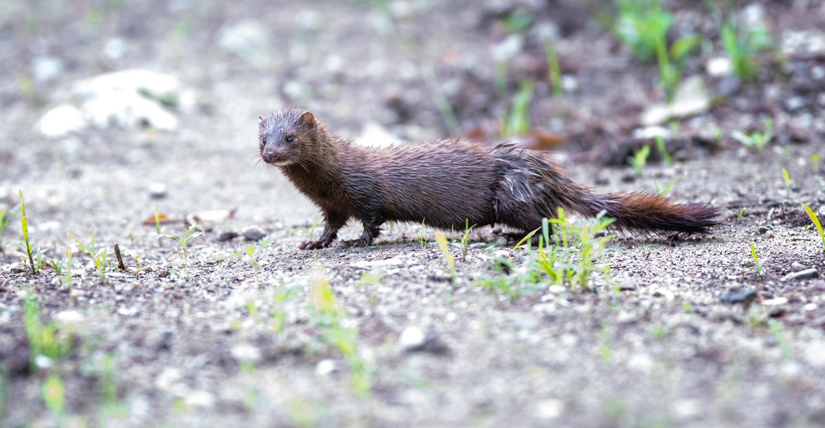 JocAPhotography's tweet image. An American Mink pauses for a brief moment before diving back into the marsh.